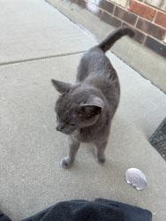 Shelter Stray Female Cat last seen Near BLOCK BAYMEADOW DR, 3528 Newburg Rd, Louisville, KY 40218, USA