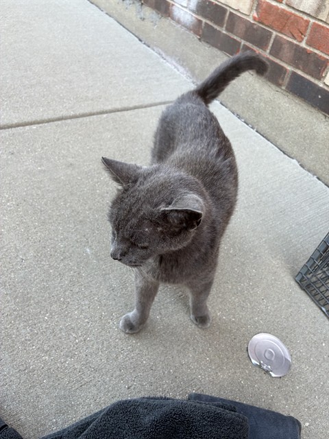 Shelter Stray Female Cat last seen Near BLOCK BAYMEADOW DR, 3528 Newburg Rd, Louisville, KY 40218, USA