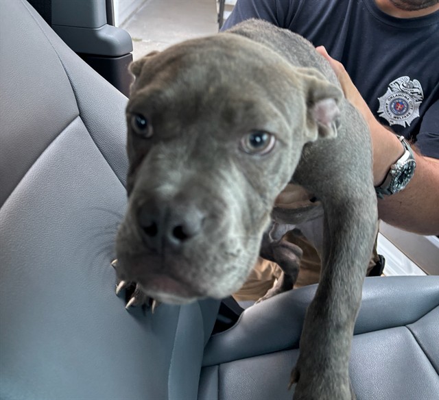 Shelter Stray Unknown Dog last seen Near BLOCK S PENNSYLVANIA AVE, OKLAHOMA CITY OK 73170, 2811 SE 29th St, Oklahoma City, OK 73129, USA