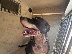 Shelter Stray Male Dog last seen Near BLOCK NW 19TH ST, OKLAHOMA CITY OK 73127, 2811 SE 29th St, Oklahoma City, OK 73129, USA
