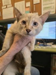 Shelter Stray Female Cat last seen Near BLOCK S CITADEL ST, 4522 W 3500 S, West Valley City, UT 84120, USA