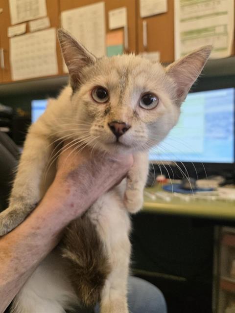 Shelter Stray Female Cat last seen Near BLOCK S CITADEL ST, 4522 W 3500 S, West Valley City, UT 84120, USA