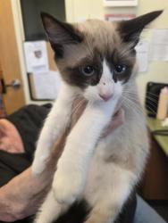 Shelter Stray Male Cat last seen Near BLOCK S CITADEL ST, 4522 W 3500 S, West Valley City, UT 84120, USA