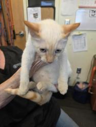Shelter Stray Male Cat last seen Near BLOCK S CITADEL ST, 4522 W 3500 S, West Valley City, UT 84120, USA
