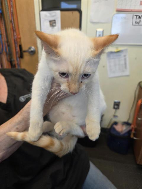 Shelter Stray Male Cat last seen Near BLOCK S CITADEL ST, 4522 W 3500 S, West Valley City, UT 84120, USA