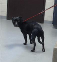 Shelter Stray Male Dog last seen Near BLOCK JOHN HALL RD, FAYETTEVILLE NC 28312, 4704 Corporation Dr, Fayetteville, NC 28306, USA