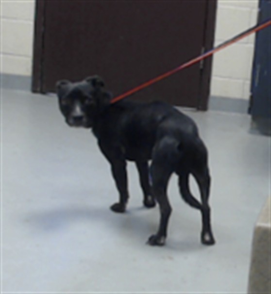 Shelter Stray Male Dog last seen Near BLOCK JOHN HALL RD, FAYETTEVILLE NC 28312, 4704 Corporation Dr, Fayetteville, NC 28306, USA
