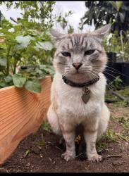 Lost Male Cat last seen York blvd and mt pleasant, Los Angeles, CA 90042