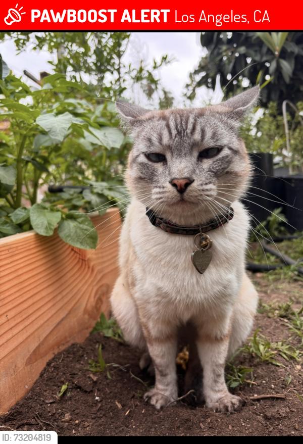 Lost Male Cat last seen York blvd and mt pleasant, Los Angeles, CA 90042