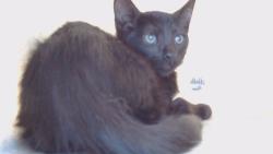 Shelter Stray Male Cat last seen , 216 W Victoria St, Gardena, CA 90248, USA