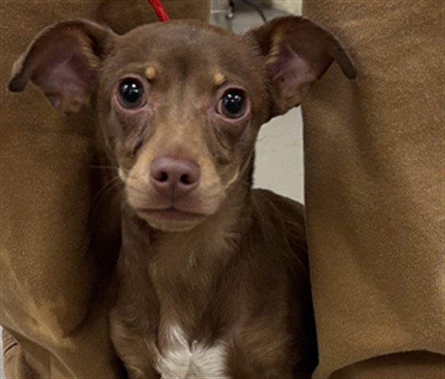 Shelter Stray Male Dog last seen Near BLOCK DOUGLAS ST, SANFORD FL 32771, 232 Eslinger Way, Sanford, FL 32773, USA