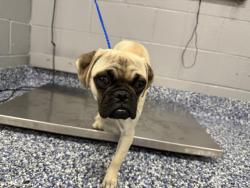 Shelter Stray Female Dog last seen Near BLOCK VARNER RD, THOUSAND PALMS CA 92276, 72050 Pet Land Pl, Thousand Palms, CA 92276, USA