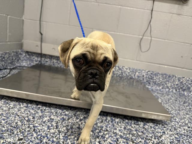 Shelter Stray Female Dog last seen Near BLOCK VARNER RD, THOUSAND PALMS CA 92276, 72050 Pet Land Pl, Thousand Palms, CA 92276, USA