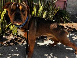 Shelter Stray Male Dog last seen , 5821 Sweetwater Rd, Bonita, CA 91902, USA