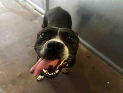 Shelter Stray Female Dog last seen PINE VALLEY, 5821 Sweetwater Rd, Bonita, CA 91902, USA