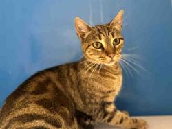Shelter Stray Female Cat last seen OLD HWY 80, 5821 Sweetwater Rd, Bonita, CA 91902, USA
