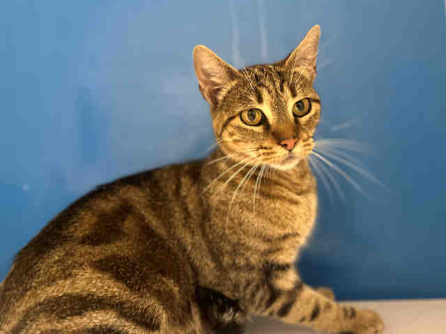 Shelter Stray Female Cat last seen OLD HWY 80, 5821 Sweetwater Rd, Bonita, CA 91902, USA