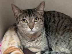 Shelter Stray Female Cat last seen BUCKEYE DR, 5821 Sweetwater Rd, Bonita, CA 91902, USA