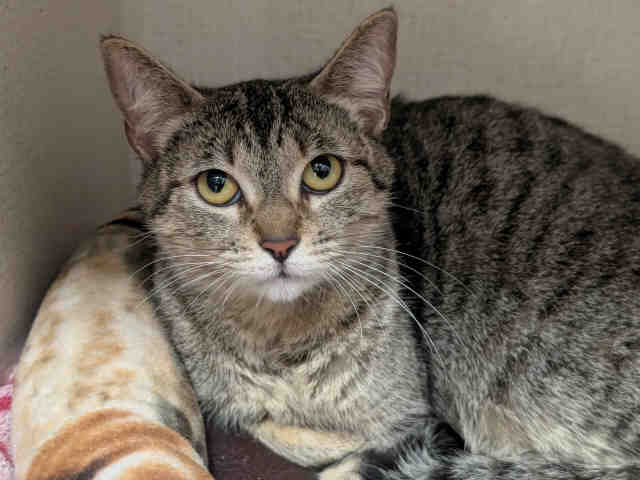 Shelter Stray Female Cat last seen BUCKEYE DR, 5821 Sweetwater Rd, Bonita, CA 91902, USA
