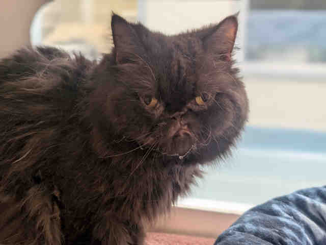 Shelter Stray Male Cat last seen BUCKMAN SPRINGS, 5821 Sweetwater Rd, Bonita, CA 91902, USA