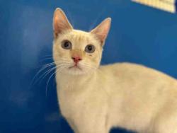 Shelter Stray Male Cat last seen , 5821 Sweetwater Rd, Bonita, CA 91902, USA