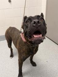 Shelter Stray Female Dog last seen Near, 2600 S Harding St, Indianapolis, IN 46221, USA