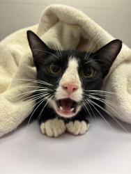 Shelter Stray Male Cat last seen Near, 2600 S Harding St, Indianapolis, IN 46221, USA