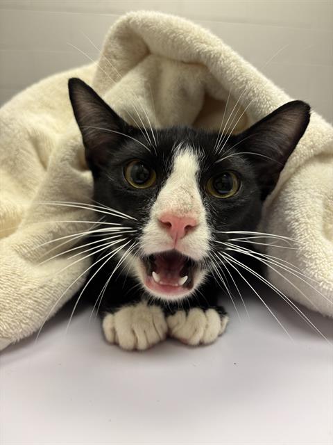 Shelter Stray Male Cat last seen Near, 2600 S Harding St, Indianapolis, IN 46221, USA