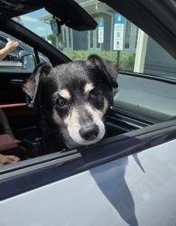 Shelter Stray Male Dog last seen , 4710 TX-151, San Antonio, TX 78227, USA
