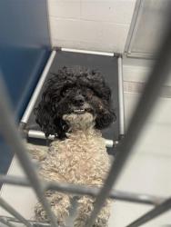 Shelter Stray Female Dog last seen Near BLOCK N FRESNO ST, 5277 E Airways Blvd, Fresno, CA 93727, USA