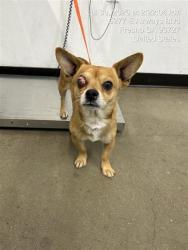 Shelter Stray Male Dog last seen Near BLOCK E SHAW AVE, FRESNO CA 93710 7705, 5277 E Airways Blvd, Fresno, CA 93727, USA