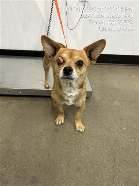 Shelter Stray Male Dog last seen Near BLOCK E SHAW AVE, FRESNO CA 93710 7705, 5277 E Airways Blvd, Fresno, CA 93727, USA
