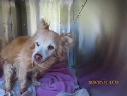 Shelter Stray Male Dog last seen 19TH AVE / BELL, 5501 E Van Buren St, Phoenix, AZ 85008, USA