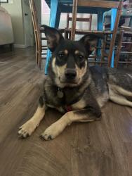 Reunited Male Dog last seen SE Flavel and SE 92nd, Portland, OR 97266