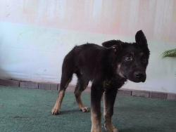 Shelter Stray Male Dog last seen , 4275 Elton St, Baldwin Park, CA 91706, USA