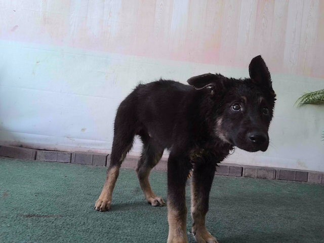 Shelter Stray Male Dog last seen , 4275 Elton St, Baldwin Park, CA 91706, USA