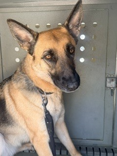 Shelter Stray Male Dog last seen , 4275 Elton St, Baldwin Park, CA 91706, USA