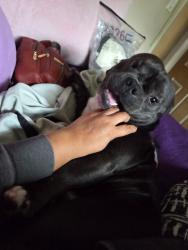 Lost Male Dog last seen Hoover and adams, Los Angeles, CA 90007