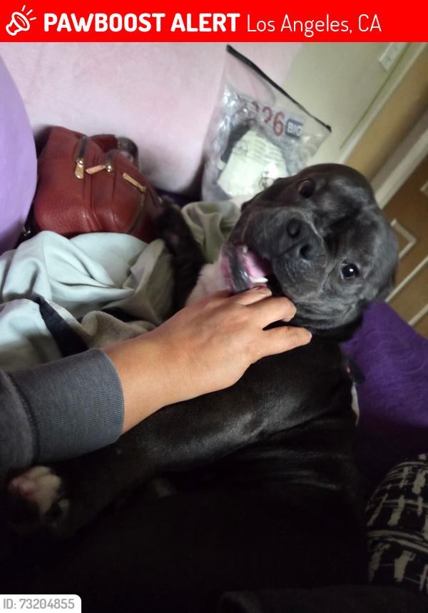 Lost Male Dog last seen Hoover and adams, Los Angeles, CA 90007