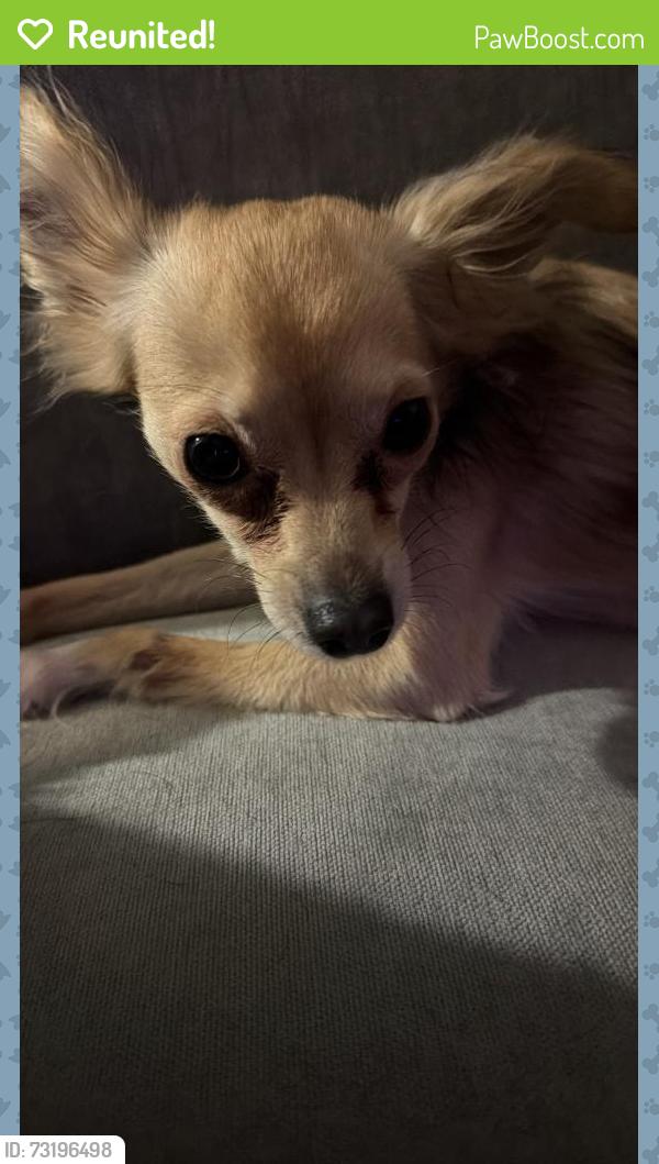 Reunited Female Dog last seen Wilder Ave & St Ouen St, The Bronx, NY 10466