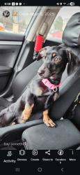 Lost Female Dog last seen Summit, Kent, OH 44240