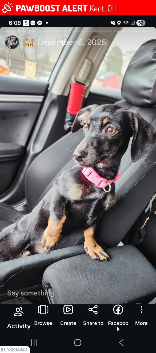 Lost Female Dog last seen Summit, Kent, OH 44240
