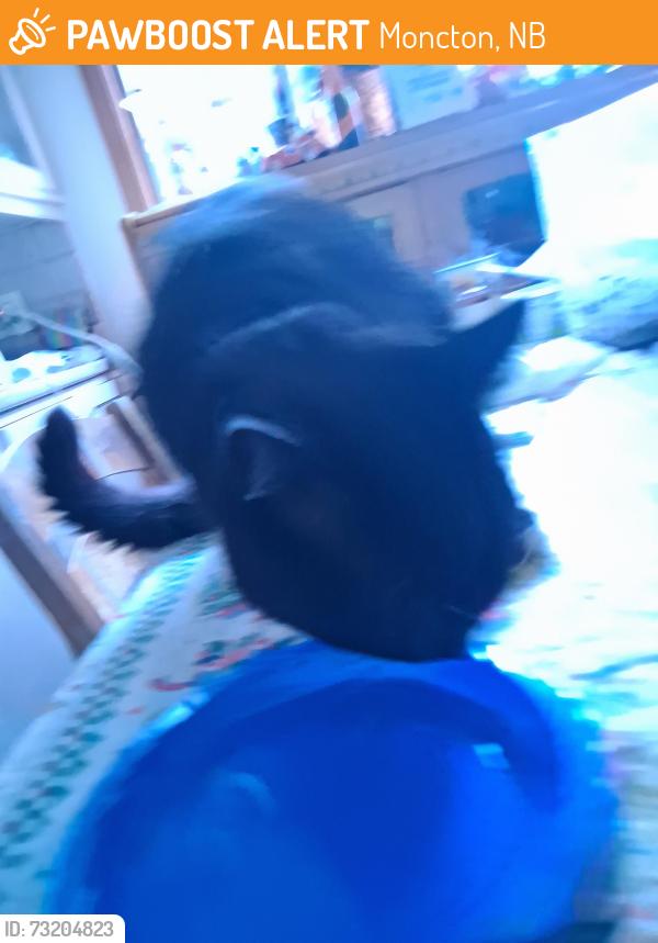 Found/Stray Unknown Cat last seen East End Pool king st area, Moncton, NB 