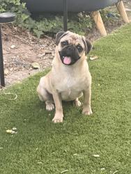 Lost Female Dog last seen Yolanda ave infront of my hse, Los Angeles, CA 91326