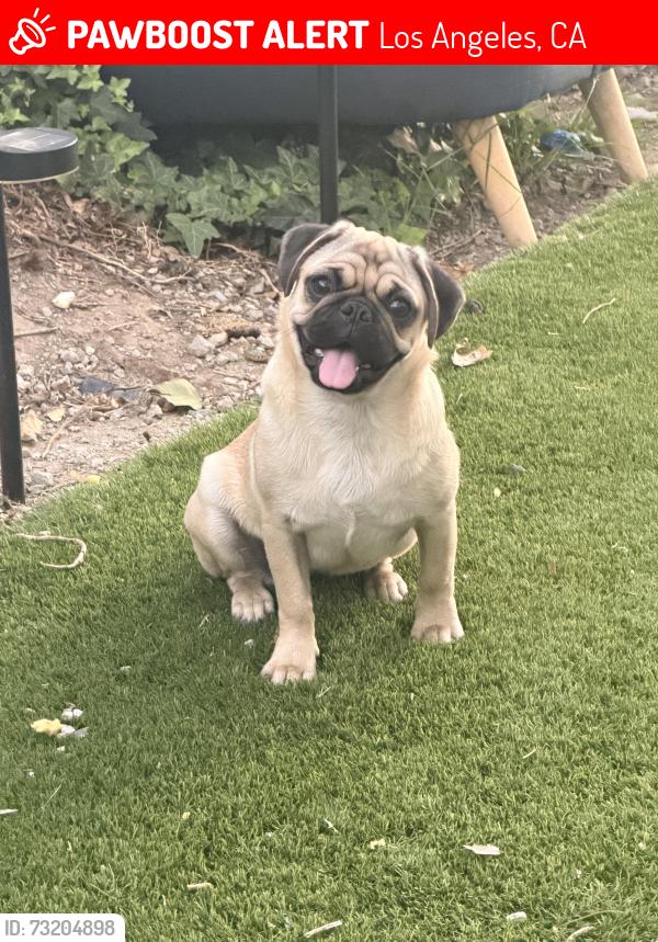 Lost Female Dog last seen Yolanda ave infront of my hse, Los Angeles, CA 91326