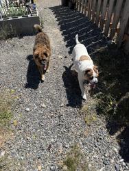 Found/Stray Male Dog last seen Prairie ridge and the transfer station, Sumner, WA 98391