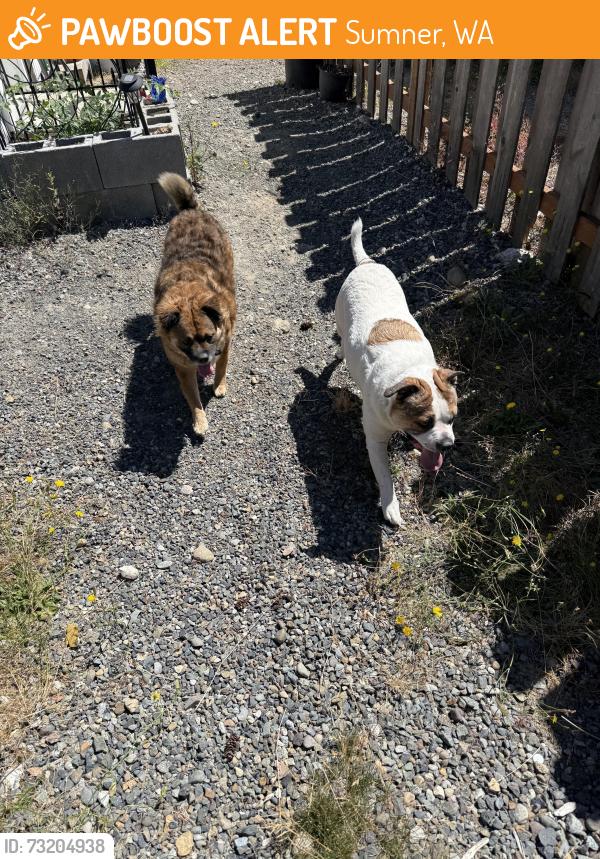Found/Stray Male Dog last seen Prairie ridge and the transfer station, Sumner, WA 98391