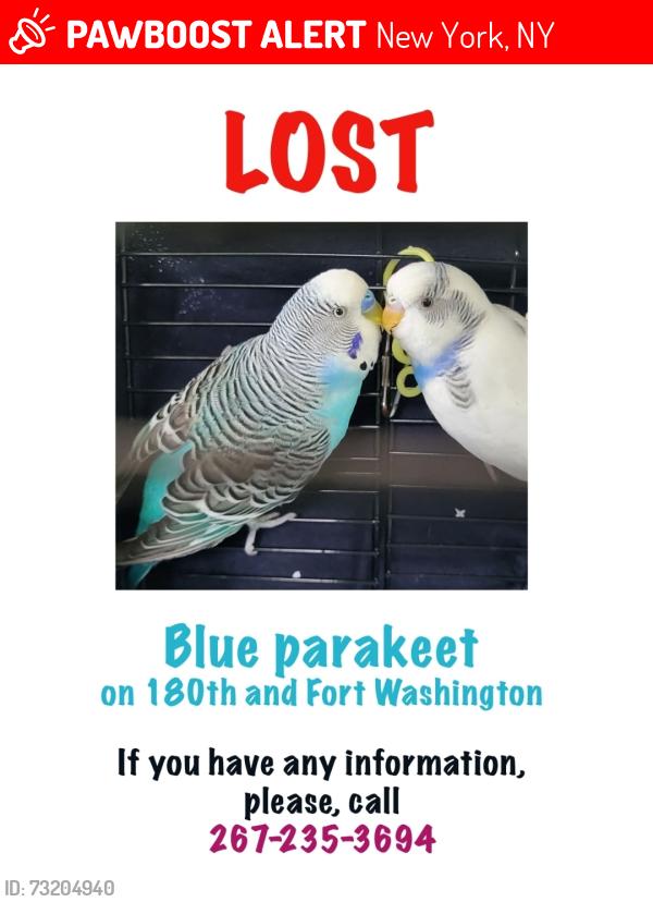 Lost Male Bird last seen West 180th and Fort Washington Avenue, New York, NY 10033