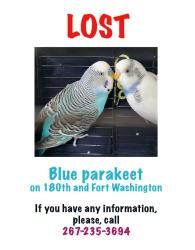 Lost Male Bird last seen West 180th and Fort Washington Avenue, New York, NY 10033