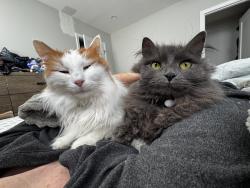 Reunited Female Cat last seen Bayard Street and Vine Rock Street, Dedham, MA 02026